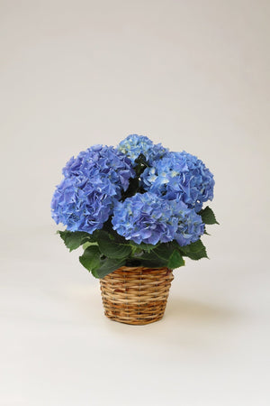 【母の日 鉢植え】アジサイ アーリーブルー｜凛としたブルーのアジサイの鉢植え - &YOUKAEN (アンドユーカエン)