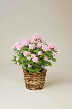 【母の日 鉢植え】アジサイ 伊予獅子てまり｜小ぶりな花が集まった姿がかわいらしいアジサイの鉢植え - &YOUKAEN (アンドユーカエン)