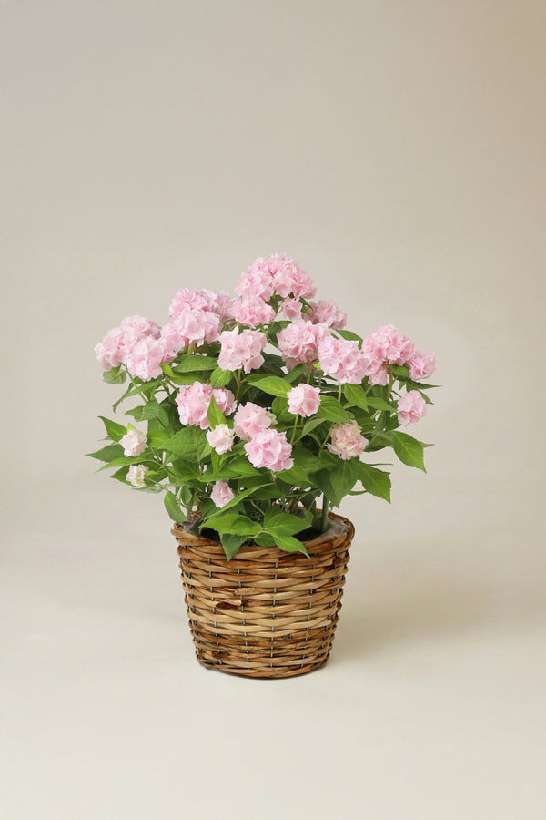 【母の日 鉢植え】アジサイ 伊予獅子てまり｜小ぶりな花が集まった姿がかわいらしいアジサイの鉢植え - &YOUKAEN (アンドユーカエン)