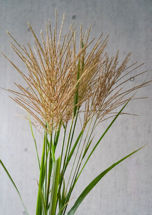 【お月見の花】秋の訪れを感じる ススキの10本花束（高さ70cm）
