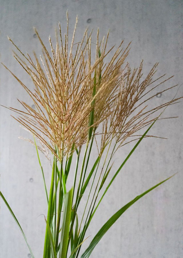 【十五夜 お月見ギフト】 お花屋さんから届く季節を愉しむ 秋の「ススキ」10本花束 高さ70cm