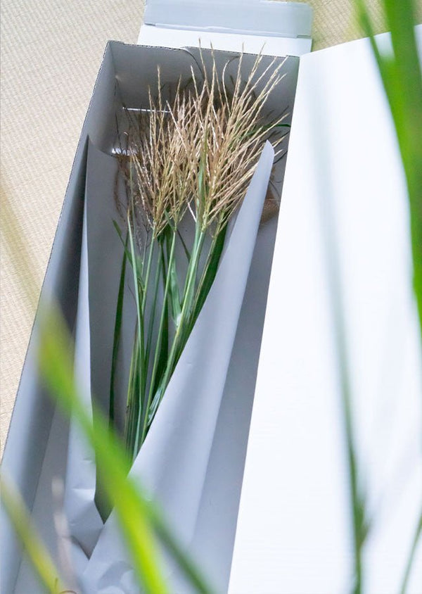 【十五夜 お月見ギフト】 お花屋さんから届く季節を愉しむ 秋の「ススキ」10本花束 高さ70cm