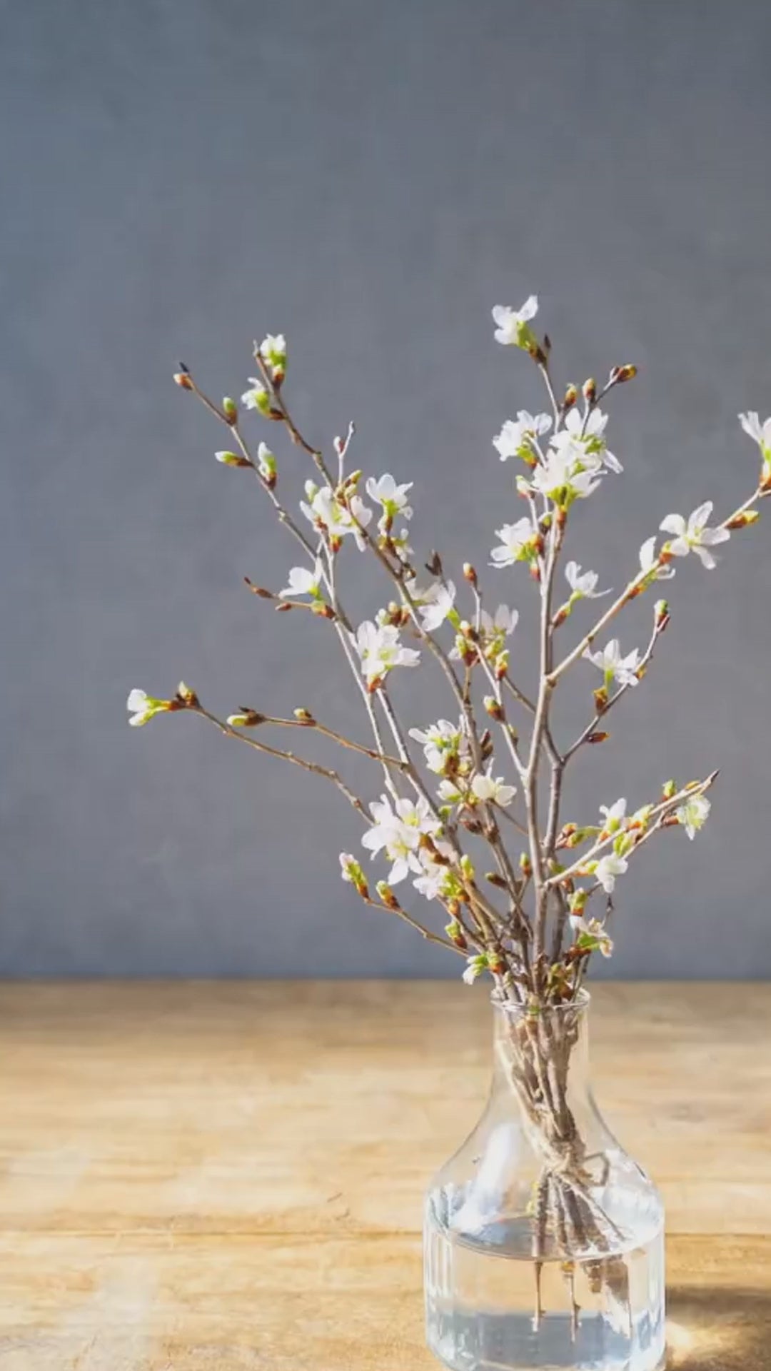 【春のミニギフト】おうちで楽しむ桜 5本セット 30cm