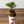 【お正月飾り】お正月を飾る苔玉＜MATSUの趣＞【おしゃれなプランツ】