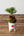 【お正月飾り】お正月を飾る苔玉＜MATSUの趣＞【おしゃれなプランツ】