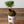 【お正月飾り】お正月を飾る苔玉＜MATSUの趣＞【おしゃれなプランツ】