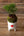 【お正月飾り】お正月を飾る苔玉＜MATSUの趣＞【おしゃれなプランツ】