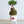 【お正月飾り】お正月を飾る苔玉＜MATSUの趣＞【おしゃれなプランツ】
