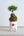 【お正月飾り】お正月を飾る苔玉＜MATSUの趣＞【おしゃれなプランツ】