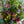 【春のアレンジメント】フラワーギフトにぴったり！ 春のお花を集めたフラワーアレンジメント Lサイズ パープル・グリーン 【2024年スプリングギフト】
