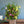 【春のアレンジメント】フラワーギフトにぴったり！ 春のお花を集めたフラワーアレンジメント Lサイズ イエロー・パープル【2024年スプリングギフト】