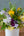 [Spring Arrangement] Perfect for a flower gift! Spring flower arrangement (Size S) in yellow and purple [Spring Gift 2026]