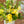 【春のアレンジメント】フラワーギフトにぴったり！ 春のお花を集めたフラワーアレンジメント Sサイズ イエロー・グリーン 【2024年スプリングギフト】