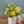 【春のアレンジメント】フラワーギフトにぴったり！ 春のお花を集めたフラワーアレンジメント Sサイズ イエロー・グリーン 【2024年スプリングギフト】