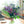 【春の花束】春の花で作るおしゃれなブーケ「パープル・グリーン」 Lサイズ【2024年スプリングギフト】