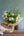 【期間限定】チューリップを使った季節の花束 ホワイトグリーン 高さ55cm「spring blanc」