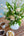 【期間限定】チューリップを使った季節の花束 ホワイトグリーン 高さ55cm「spring blanc」 - &YOUKAEN (アンドユーカエン)