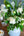 【期間限定】チューリップを使った季節の花束 ホワイトグリーン 高さ55cm「spring blanc」 - &YOUKAEN (アンドユーカエン)