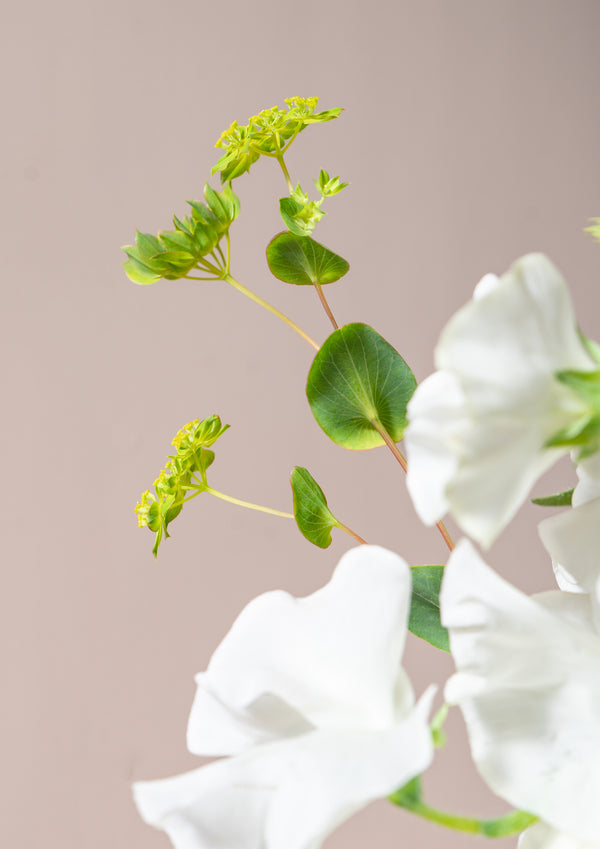 ラナンキュラスとスイートピーのスプリングブーケ 《ホワイト》【2026年 スプリングギフト】 - &YOUKAEN (アンドユーカエン)