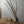 spring_momo_002
