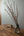 spring_momo_002