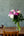 季節の花「芍薬」ミックス10本