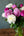 季節の花「芍薬」ミックス10本