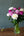 季節の花「芍薬」ミックス10本