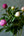 季節の花「芍薬」ミックス10本