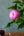 季節の花「芍薬」ミックス10本