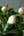 季節の花「芍薬」ミックス10本