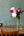 季節の花「芍薬」ミックス10本