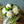 季節を贈るバースデーフラワー 5月「姫リョウブと芍薬」