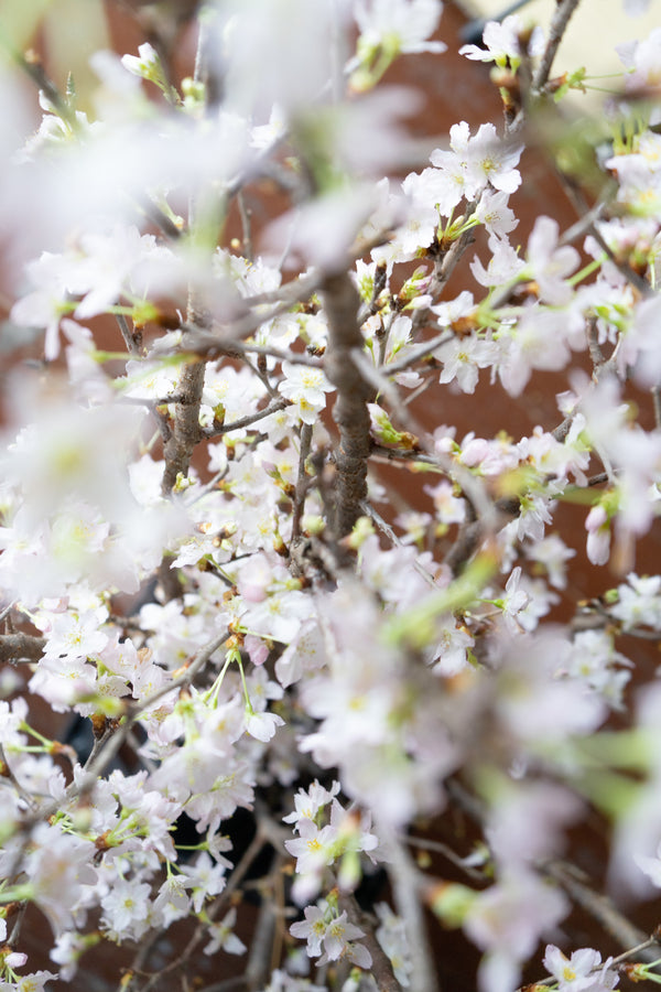 【おうちでお花見】ラッピング付き 桜の枝約60cm × 4本【シェアお花見】