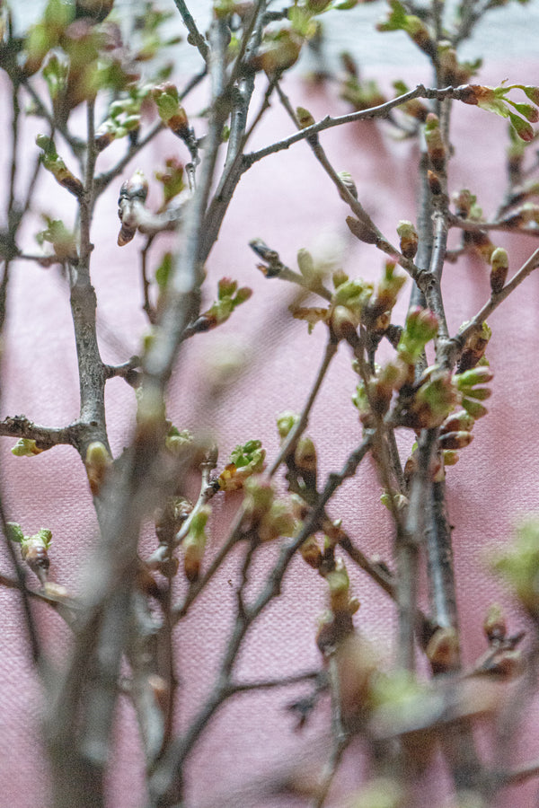 【おうちでお花見】ラッピング付き 桜の枝約60cm × 4本【シェアお花見】