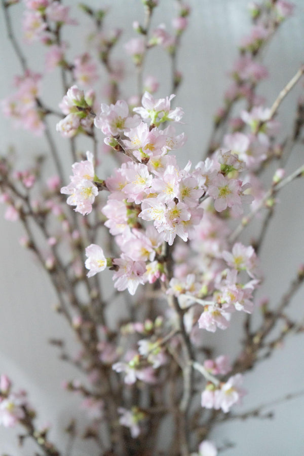 【おうちでお花見】ラッピング付き啓翁桜の枝約70cm × 10本【シェアお花見】