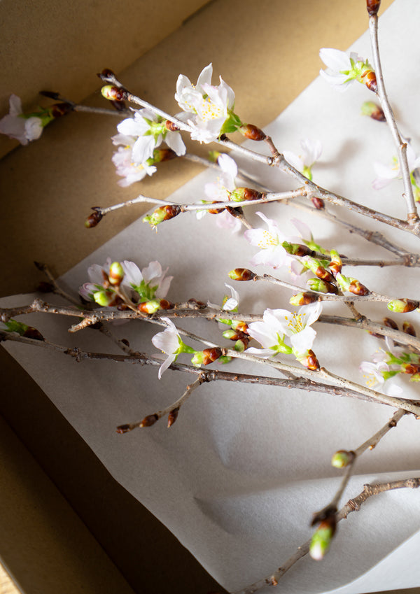 【春のミニギフト】お家で楽しむ桜 5本セット 30cm - &YOUKAEN (アンドユーカエン)