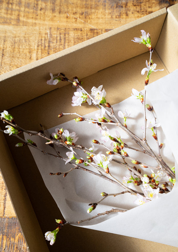 【春のミニギフト】お家で楽しむ桜 5本セット 30cm - &YOUKAEN (アンドユーカエン)