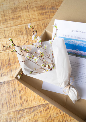 【春のミニギフト】お家で楽しむ桜 5本セット 30cm - &YOUKAEN (アンドユーカエン)