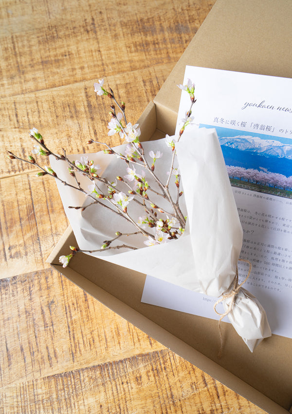 【春のミニギフト】お家で楽しむ桜 5本セット 30cm - &YOUKAEN (アンドユーカエン)