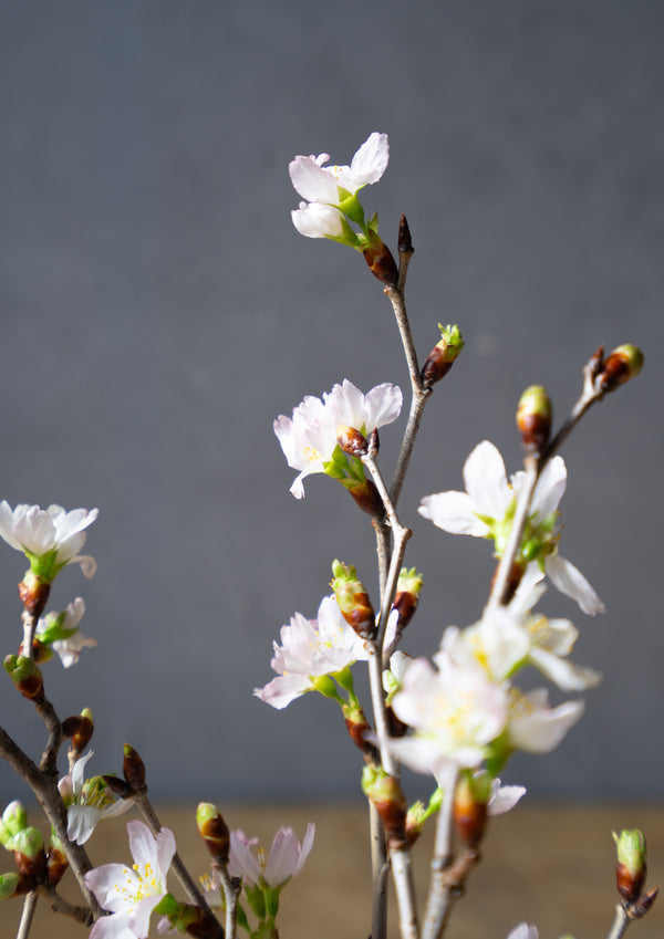 【春のミニギフト】お家で楽しむ桜 5本セット 30cm - &YOUKAEN (アンドユーカエン)