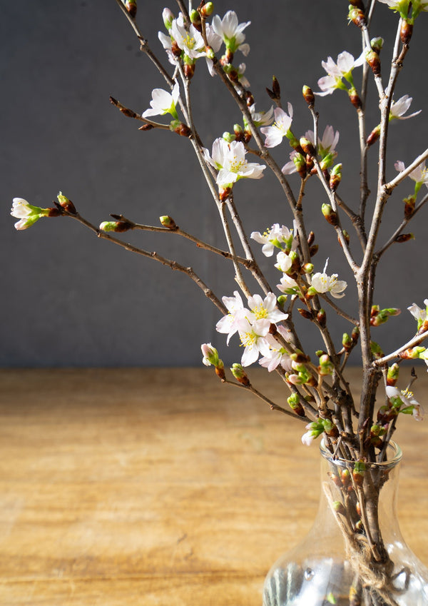 【春のミニギフト】お家で楽しむ桜 5本セット 30cm - &YOUKAEN (アンドユーカエン)