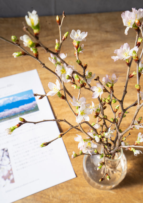 【春のミニギフト】お家で楽しむ桜 5本セット 30cm - &YOUKAEN (アンドユーカエン)