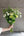ホワイトのバラと季節のグリーンの花束 Mサイズ - &YOUKAEN (アンドユーカエン)