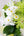 【花束】その場で飾れる！季節のお花のおまかせブーケ ホワイト【お供え】