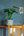 【おしゃれな観葉植物】インテリアプランツ「モンステラ」