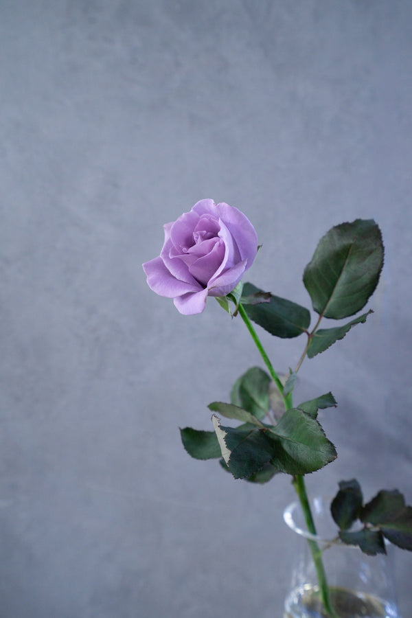 【店舗受け取り専用】夜明けのほのかな青色のバラ 1輪「Applause」 - &YOUKAEN (アンドユーカエン)