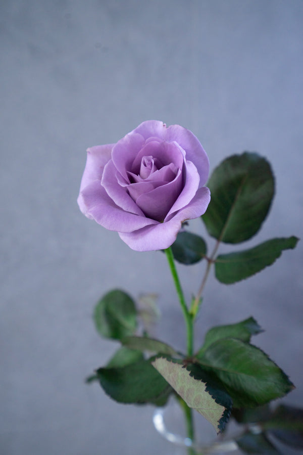 【店舗受け取り専用】夜明けのほのかな青色のバラ 1輪「Applause」 - &YOUKAEN (アンドユーカエン)