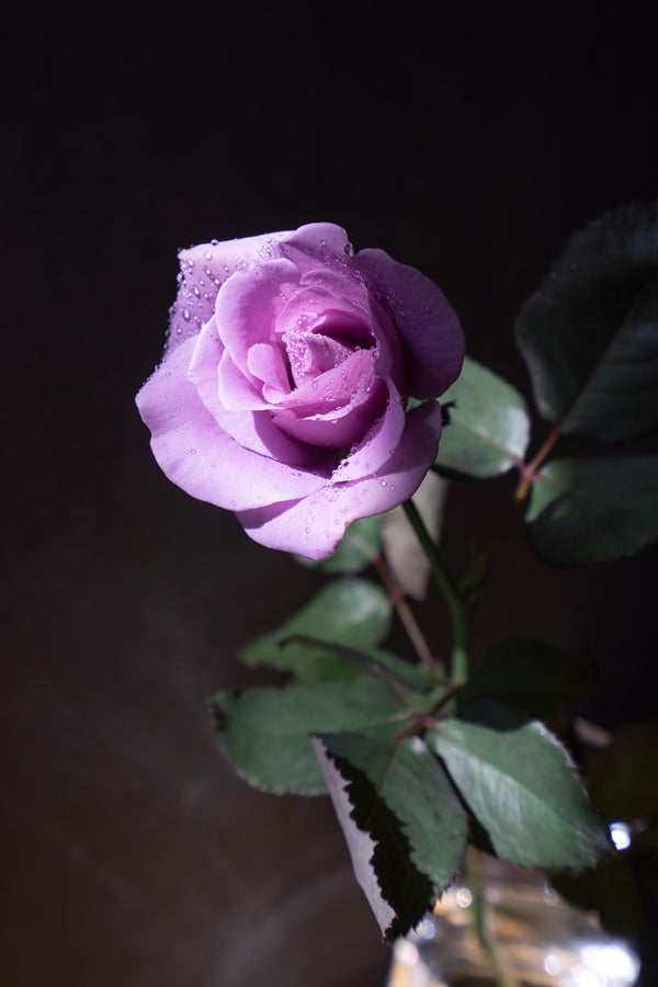 【店舗受け取り専用】夜明けのほのかな青色のバラ 1輪「Applause」 - &YOUKAEN (アンドユーカエン)