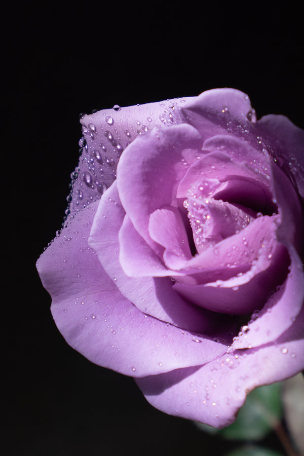 【店舗受け取り専用】夜明けのほのかな青色のバラ 1輪「Applause」 - &YOUKAEN (アンドユーカエン)